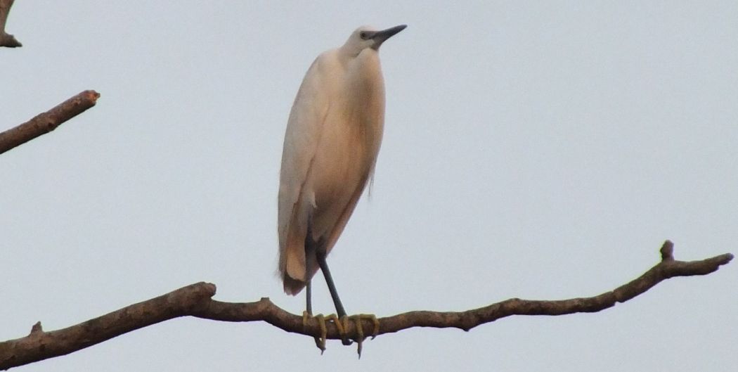 Küçük ak balıkçıl