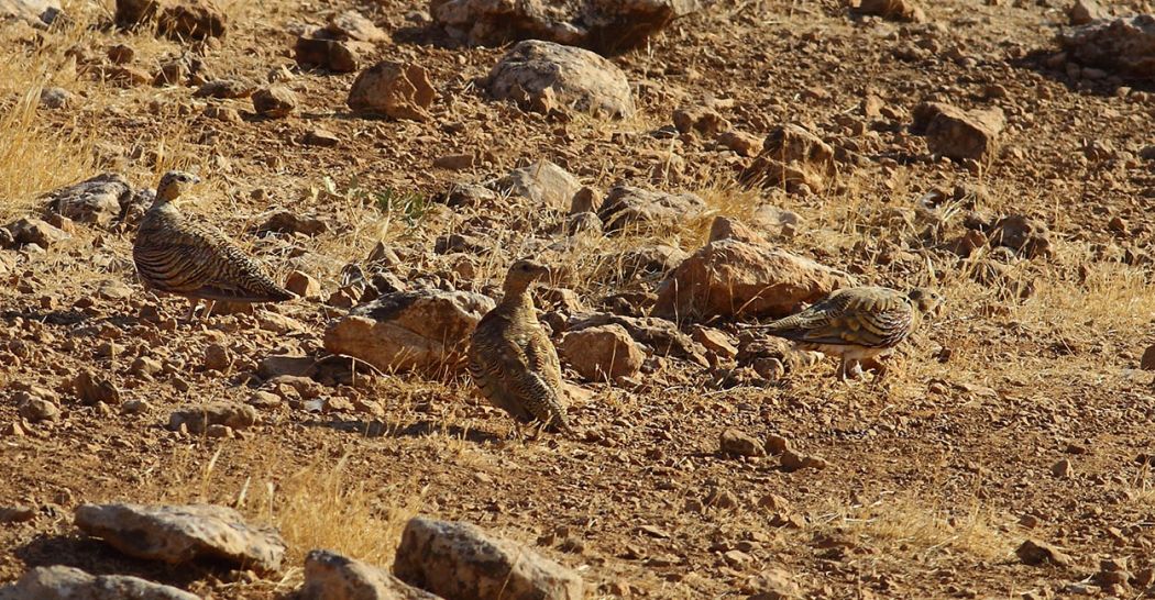 Kılkuyruk bağırtlak