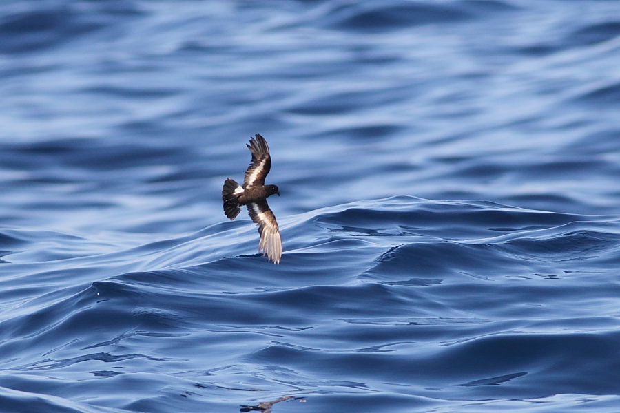 Fırtınakırlangıcı