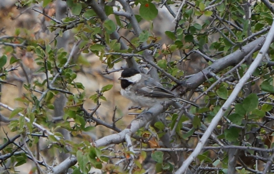 Akyanaklı baştankara