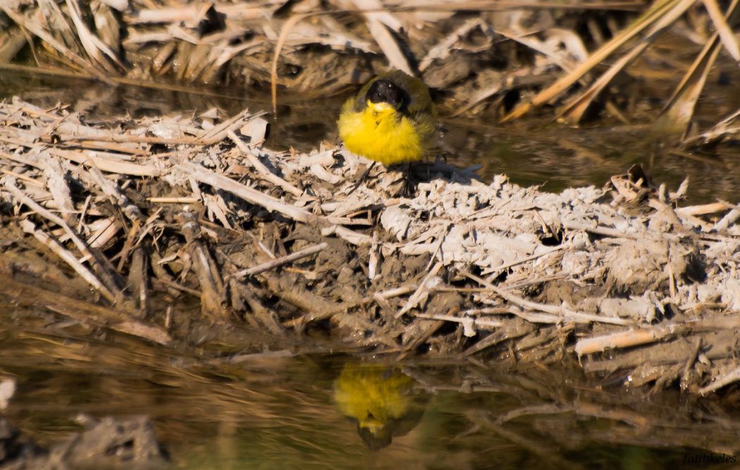 Sarı kuyruksallayan