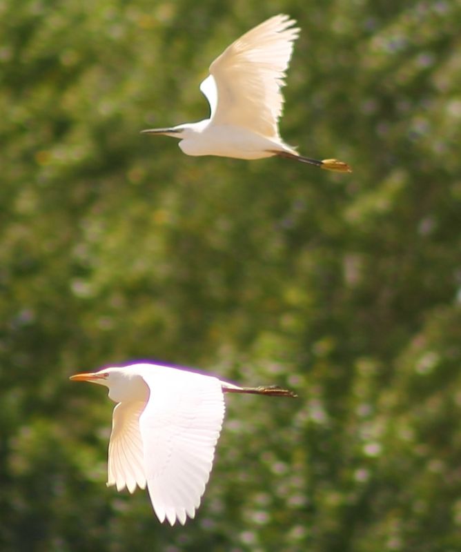 Sığır balıkçılı