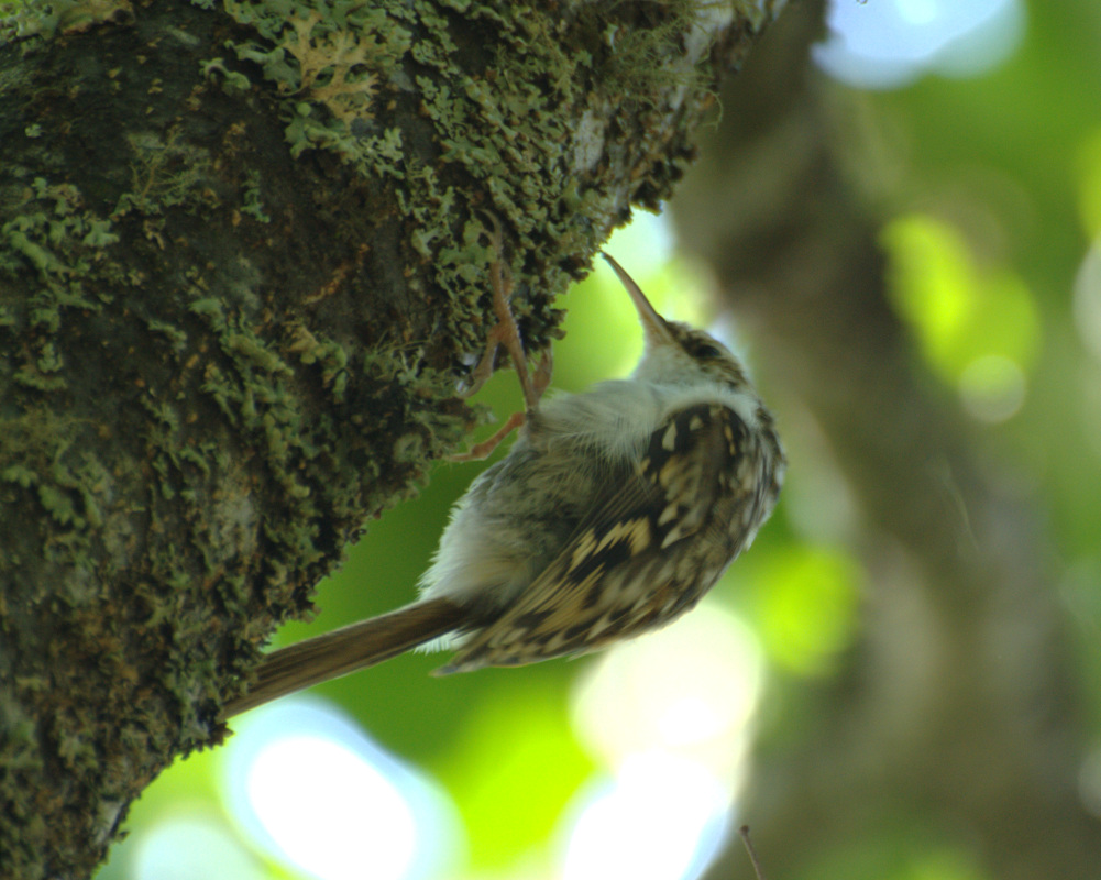 Orman tırmaşıkkuşu