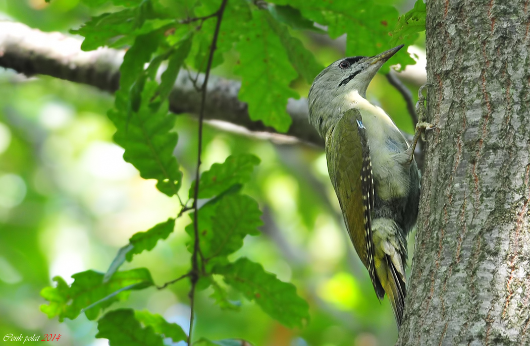 Küçük yeşil ağaçkakan