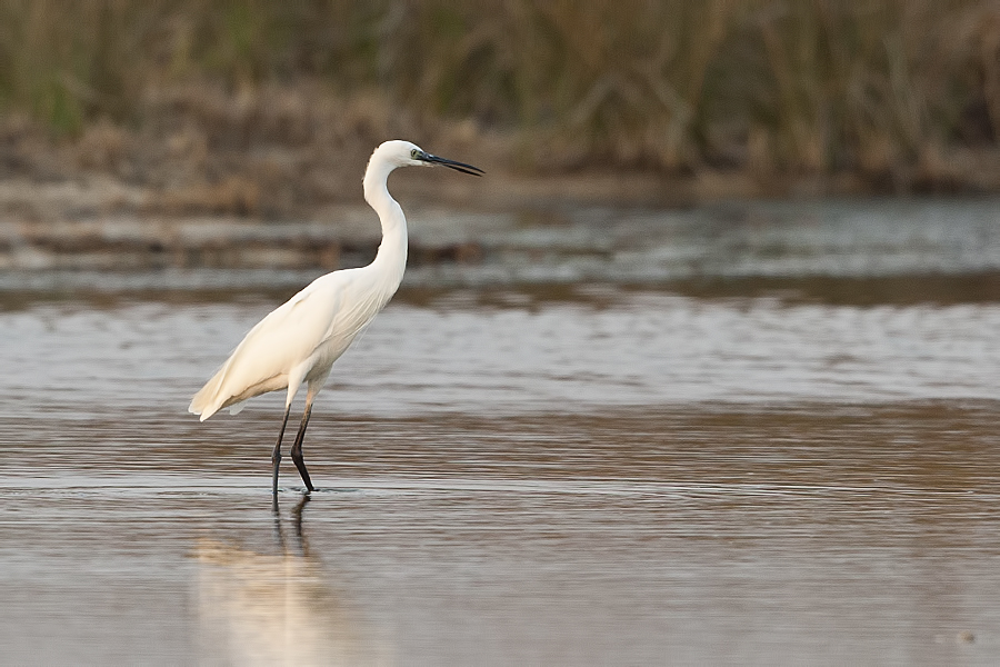 Küçük ak balıkçıl