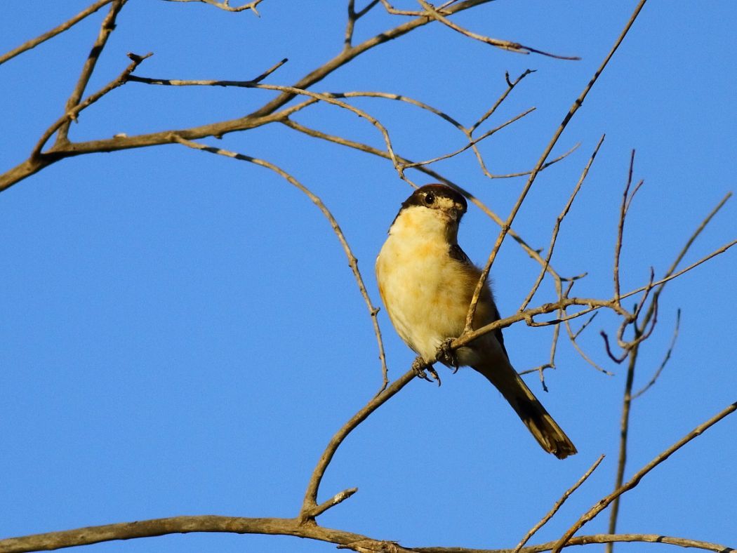 Kızılbaşlı örümcekkuşu