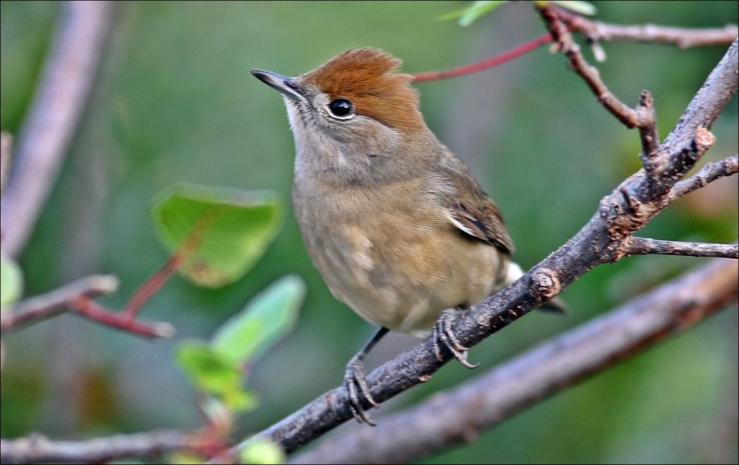 Karabaşlı ötleğen