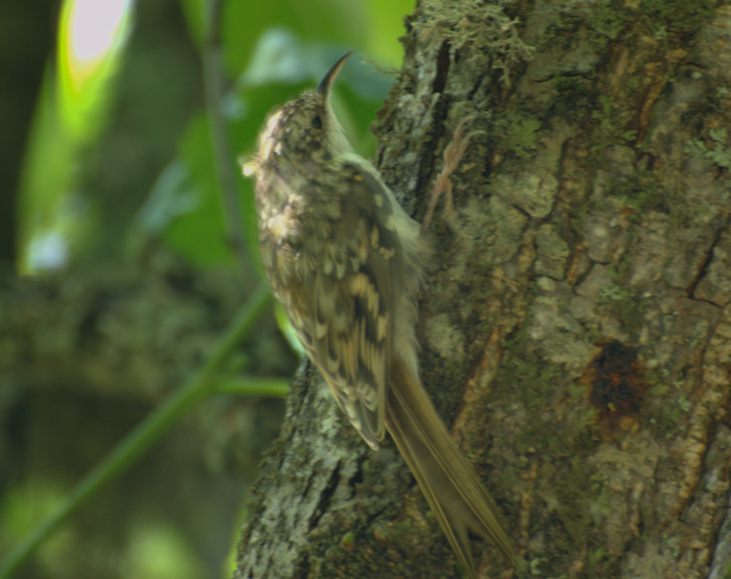 Orman tırmaşıkkuşu