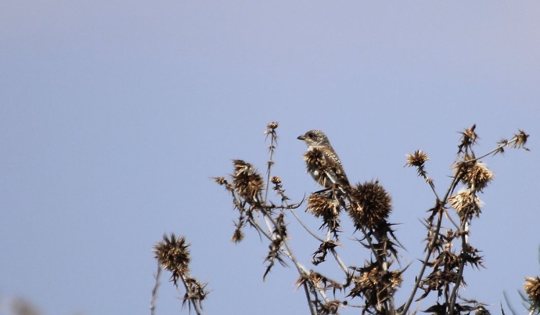 Maskeli örümcekkuşu