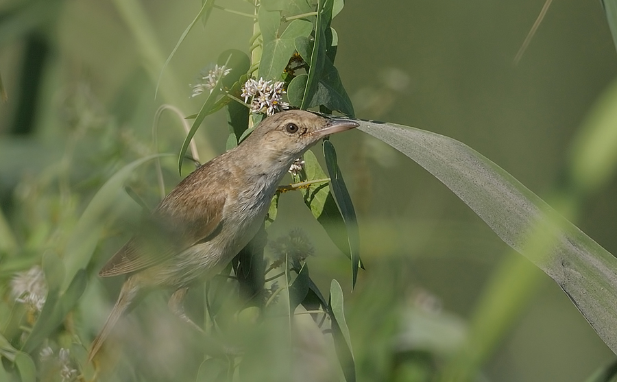 Büyük kamışçın