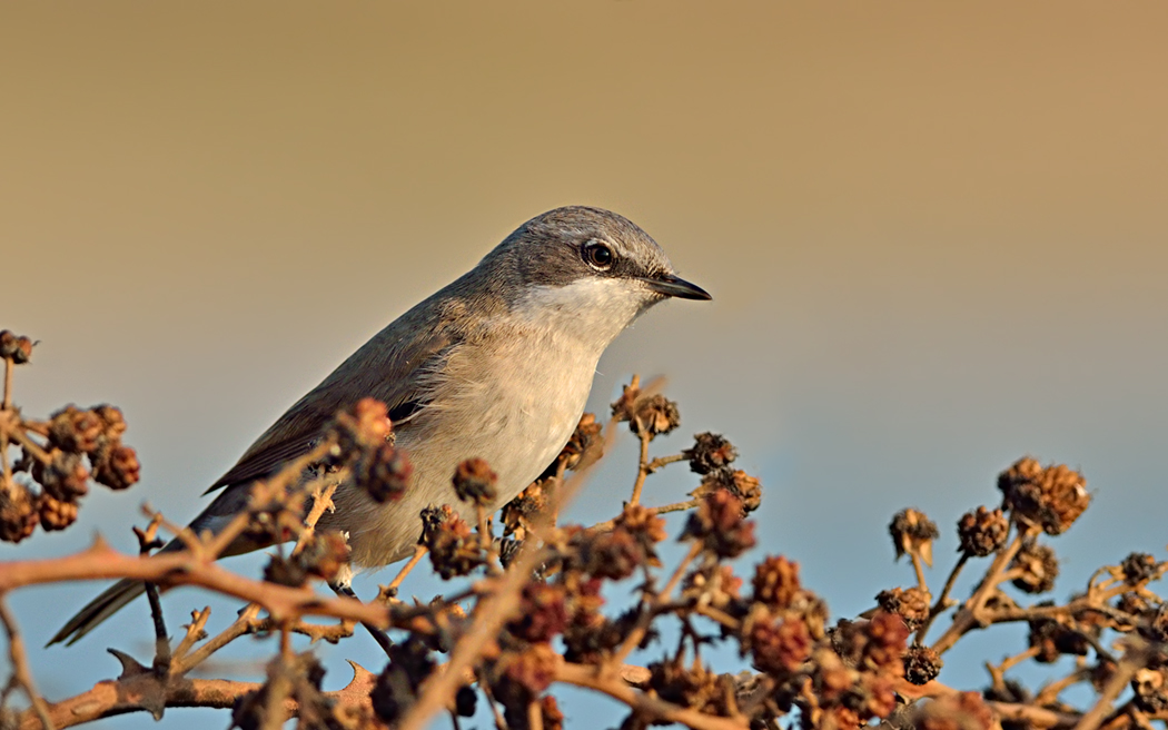 Küçük akgerdanlı ötleğen