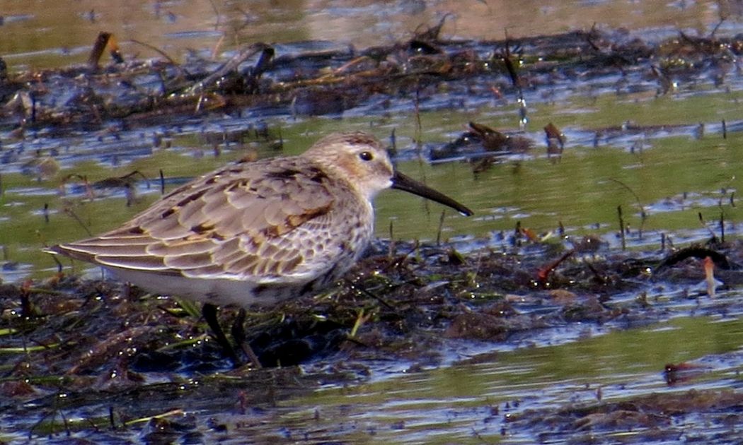 Karakarınlı kumkuşu