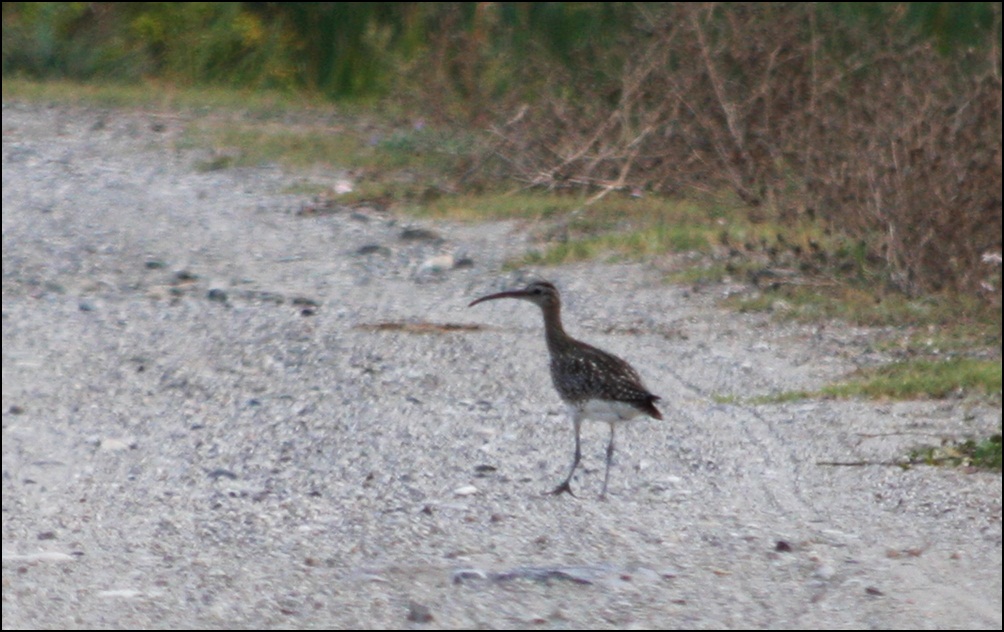 Sürmeli kervançulluğu