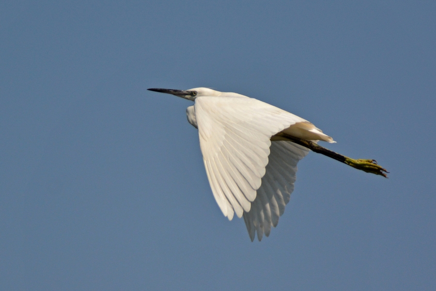 Küçük ak balıkçıl