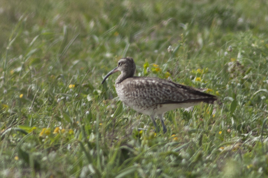 Sürmeli kervançulluğu