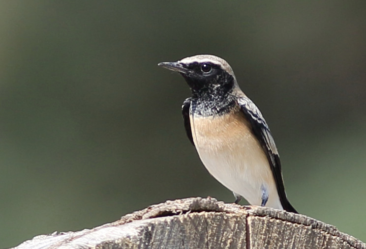 Karakulaklı kuyrukkakan