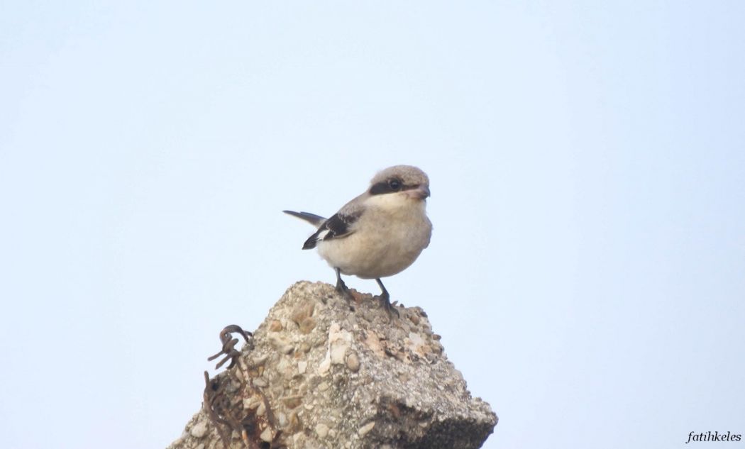 Karaalınlı örümcekkuşu