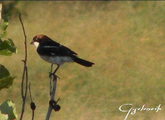 Kızılbaşlı örümcekkuşu