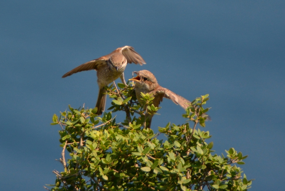 Kızılsırtlı örümcekkuşu