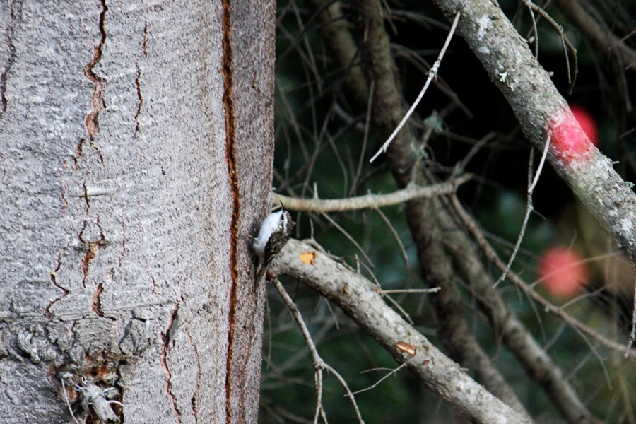 Orman tırmaşıkkuşu