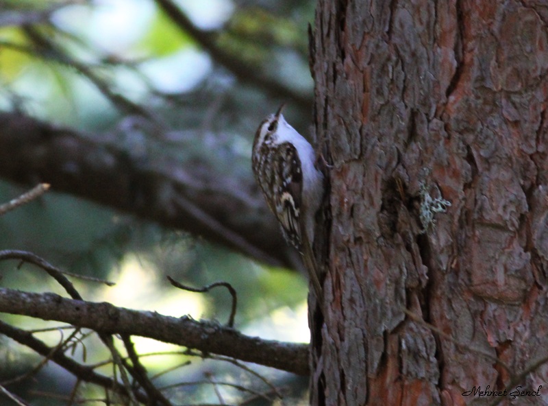 Orman tırmaşıkkuşu