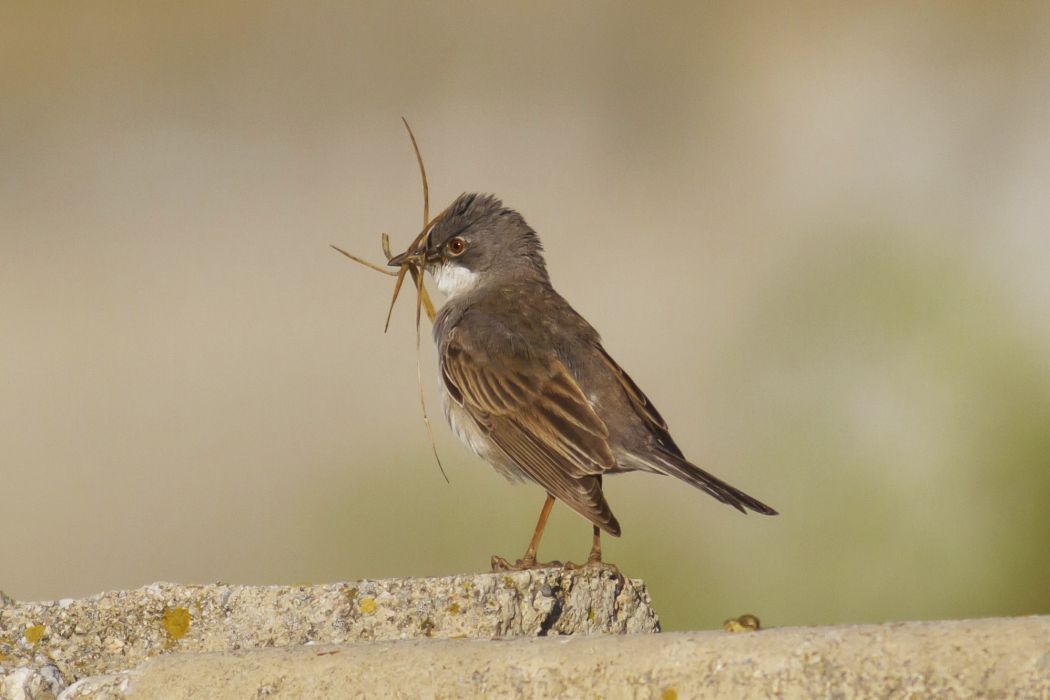 Akgerdanlı ötleğen
