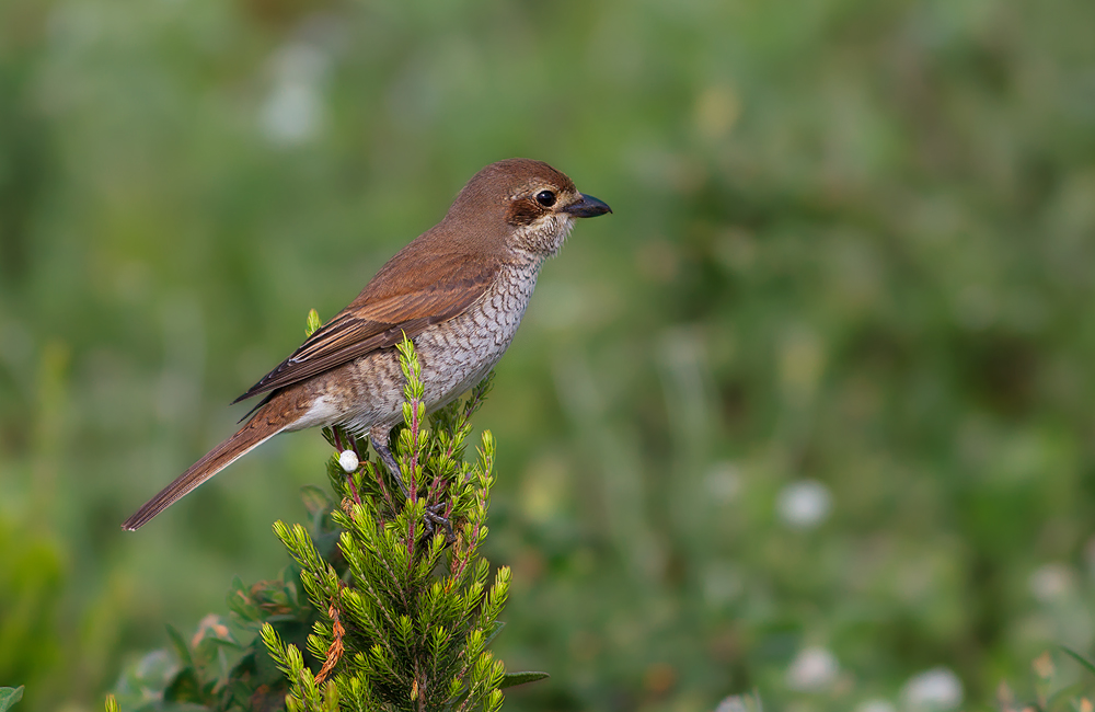 Kızılsırtlı örümcekkuşu