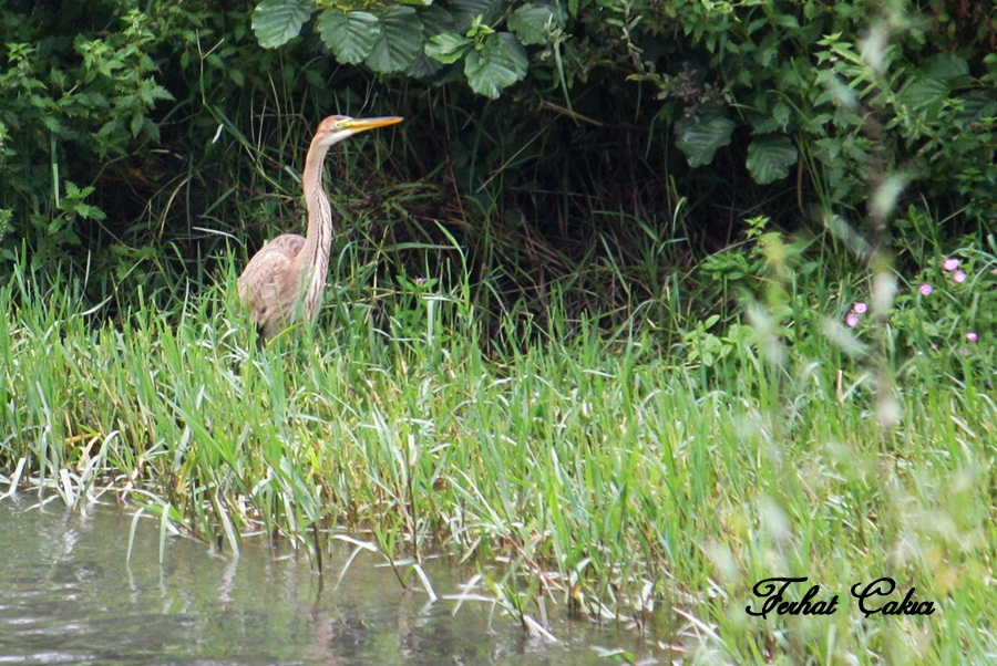Erguvani balıkçıl