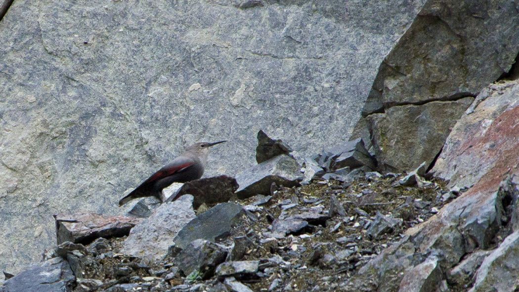 Duvar tırmaşıkkuşu