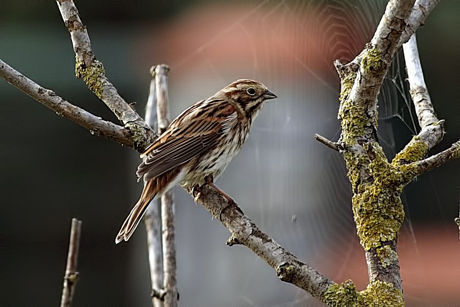 Bataklık Kirazkuşu