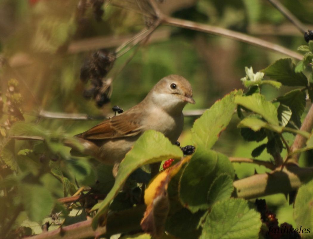 Akgerdanlı ötleğen