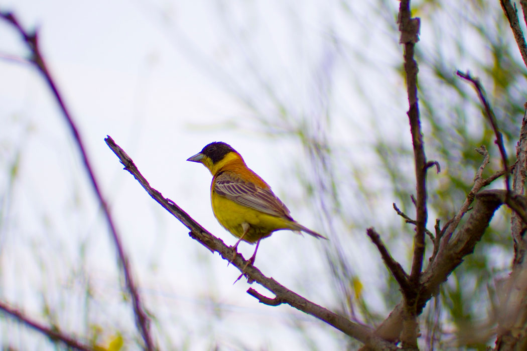 Karabaşlı kirazkuşu