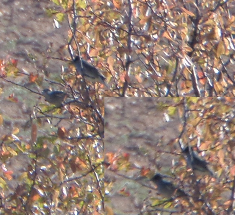 Karabaşlı ötleğen