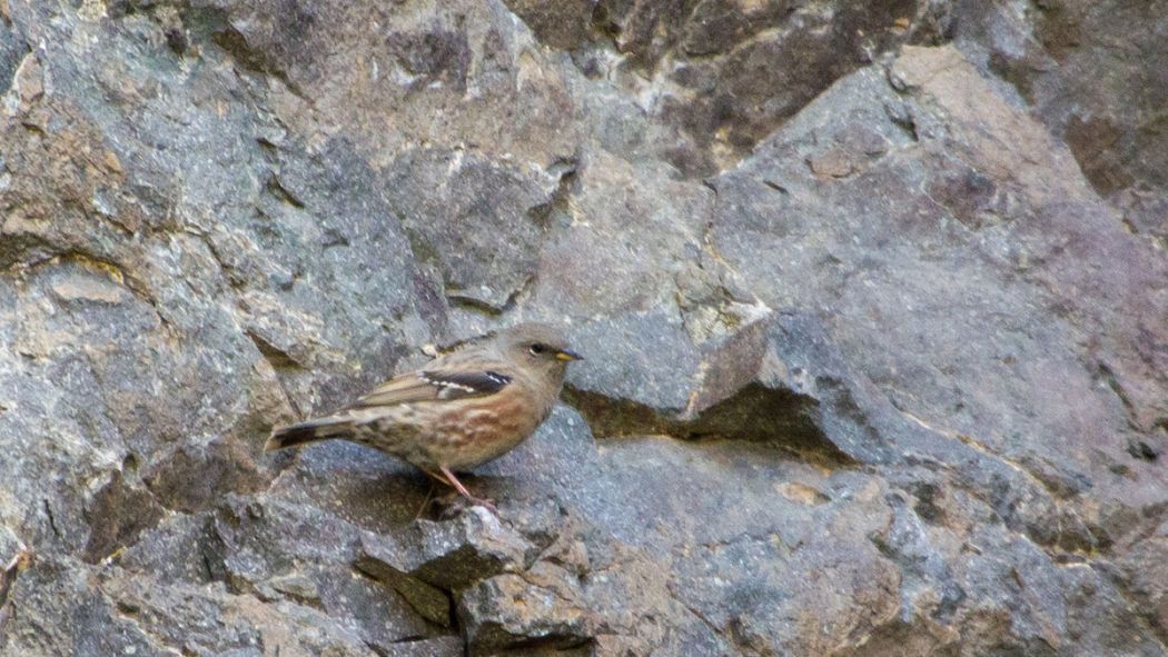 Büyük dağbülbülü