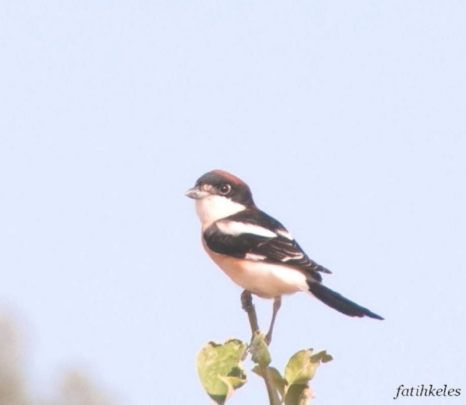 Kızılbaşlı örümcekkuşu