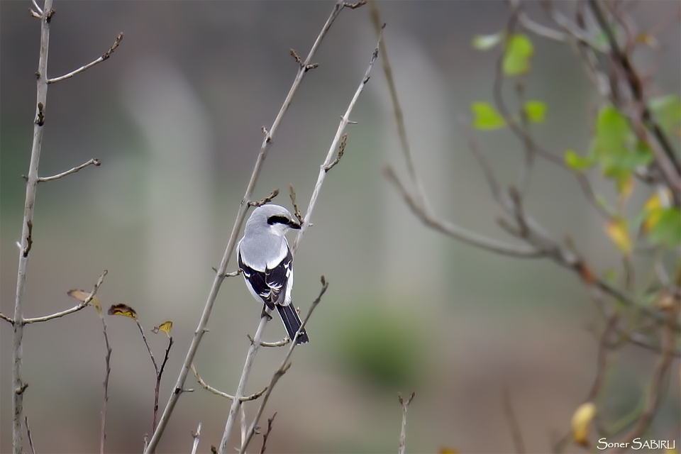 Büyük örümcekkuşu