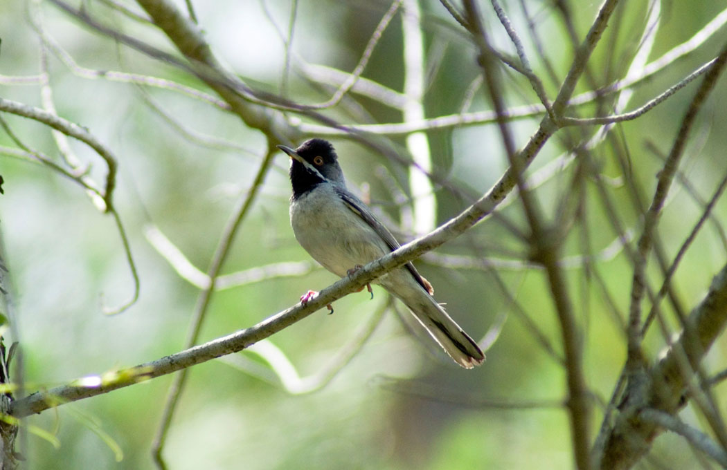 Karaboğazlı ötleğen