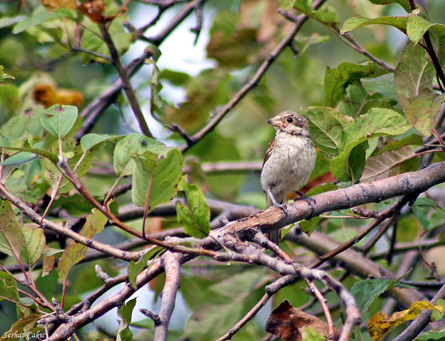 Kızılsırtlı örümcekkuşu
