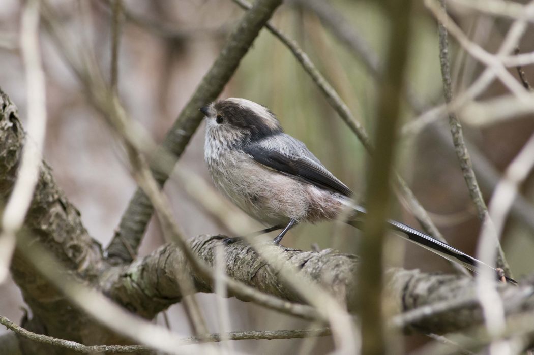 Uzunkuyruklu baştankara
