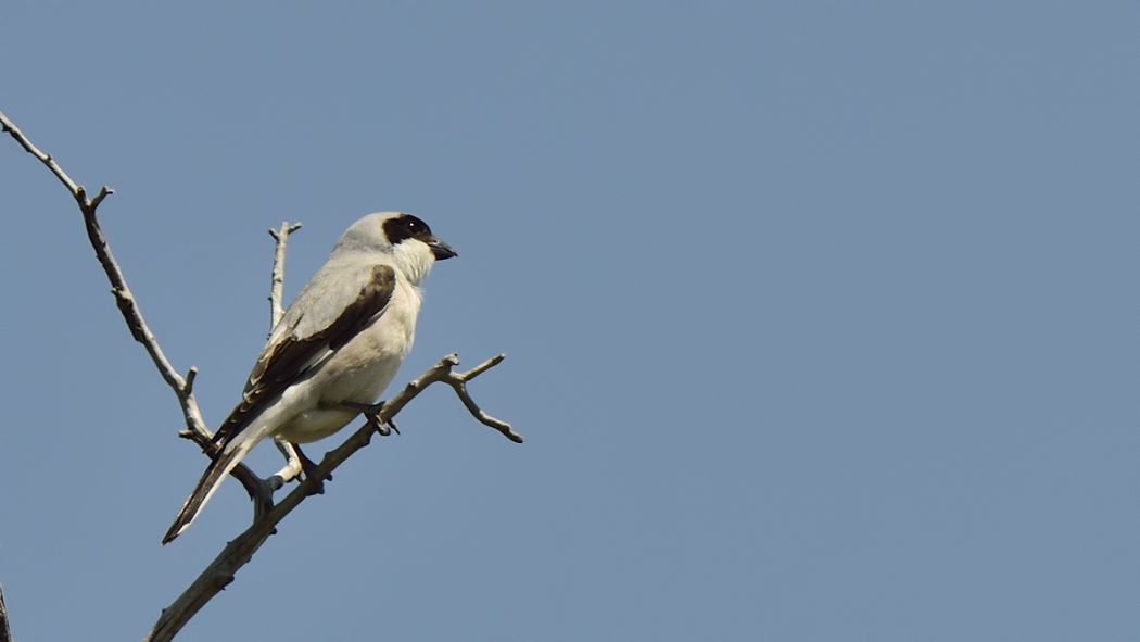 Karaalınlı örümcekkuşu