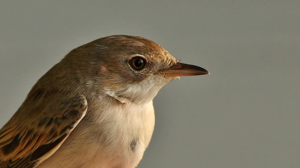 Akgerdanlı ötleğen