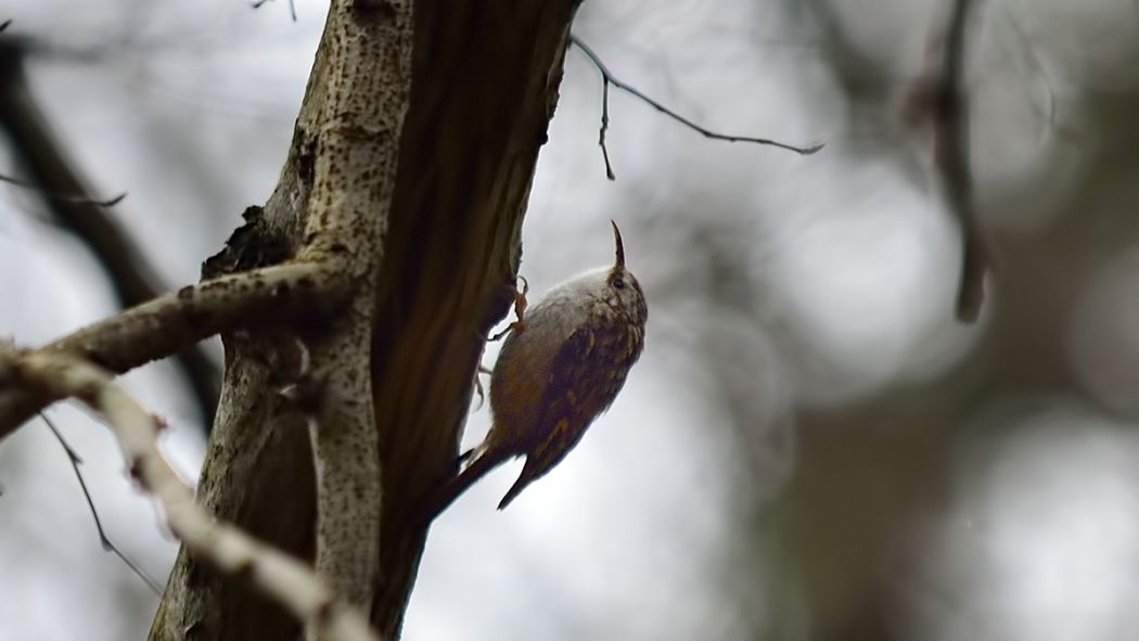Bahçe tırmaşıkkuşu