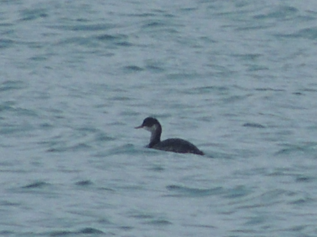 Karaboyunlu batağan