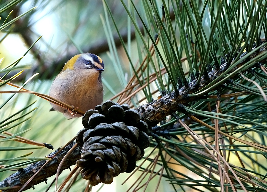 Sürmeli çalıkuşu
