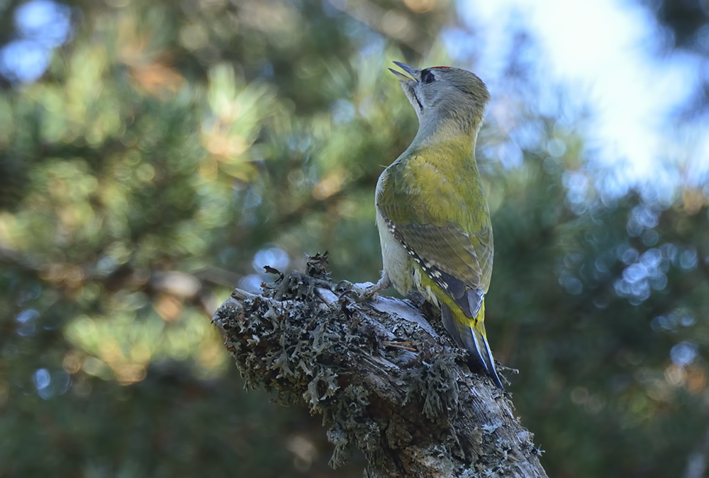 Küçük yeşil ağaçkakan