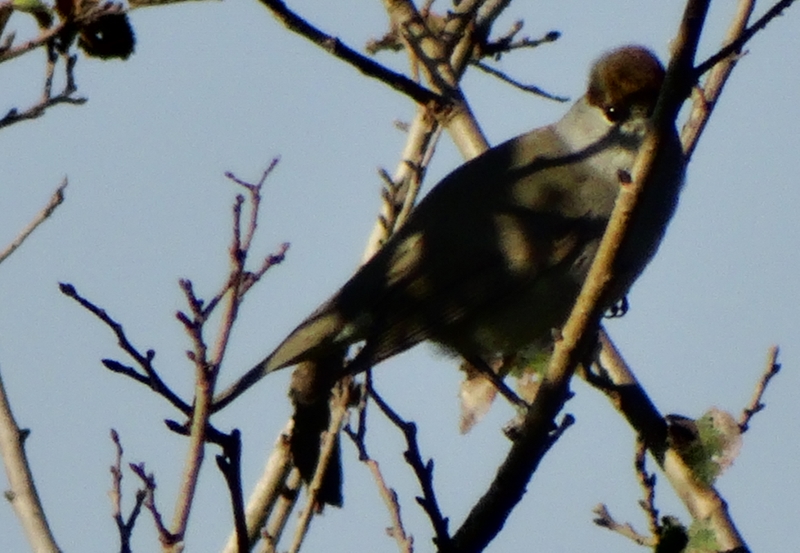 Karabaşlı ötleğen