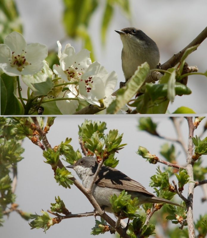 Küçük akgerdanlı ötleğen