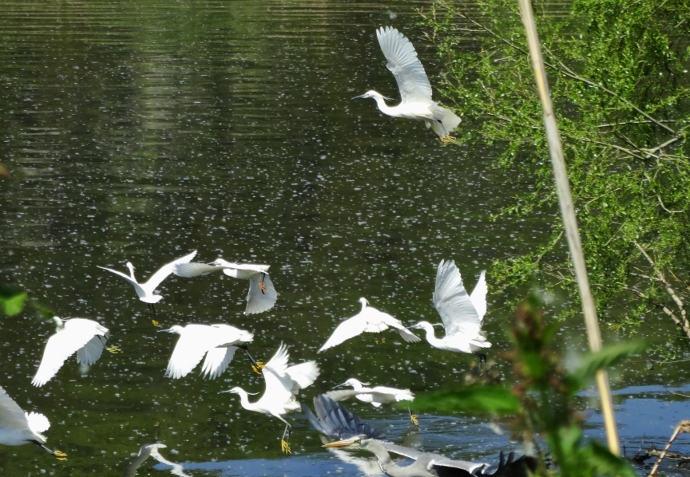 Küçük ak balıkçıl