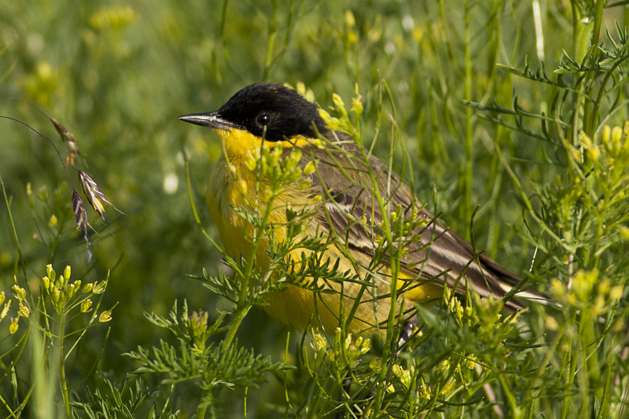 Sarı kuyruksallayan