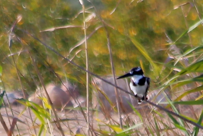 Alaca yalıçapkını